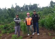 Divre Jatim Cek Langsung ke Titik Lokasi Penanaman Pohon Pinus di Bondowoso
