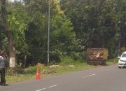 Diduga Penebangan Kayu Tanpa Surat Ijin Di jalan Provinsi Bondowoso Situbondo
