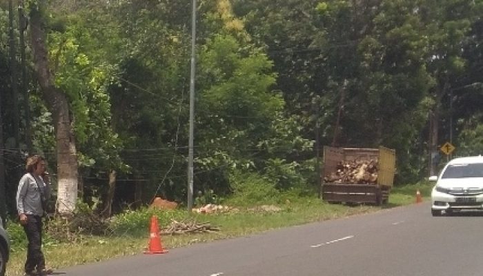 Diduga Penebangan Kayu Tanpa Surat Ijin Di jalan Provinsi Bondowoso Situbondo