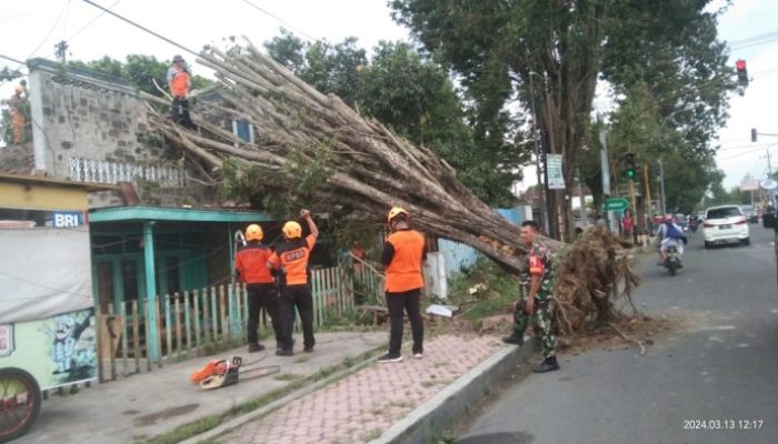 Babinsa Koramil 0822/01 Bondowoso Bantu Evakuasi Pohon Tumbang