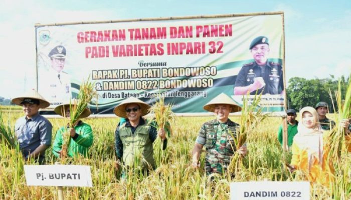 KEGIATAN GERAKAN TANAM DAN PANEN PADI VARIETAS INPARI SERENTAK DI DESA BATAAN KEC.TENGGARANG KAB.BONDOWOSO