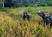 Babinsa Koramil 0822/04 Tenggarang Dampingi Warga Panen Padi