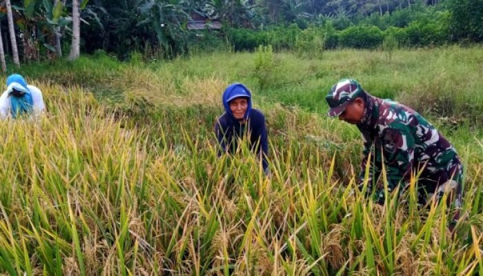 Babinsa Koramil 0822/04 Tenggarang Dampingi Warga Panen Padi