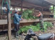 Dengan Komsos, Babinsa Mengok Motivasi Kepada Peternak Kambing Etawa