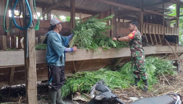 Dengan Komsos, Babinsa Mengok Motivasi Kepada Peternak Kambing Etawa
