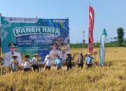 Bupati Situbondo Karna Suswandi Bersama Pj. Gubernur Jatim,Melakukan Panen Raya Padi