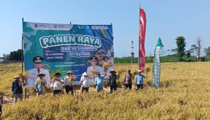Bupati Situbondo Karna Suswandi Bersama Pj. Gubernur Jatim,Melakukan Panen Raya Padi