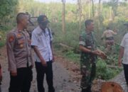Tebangan Pinus Di BKPH Sukosari Mendapat dukungan Dari Forkopimcam Sumber Wringin