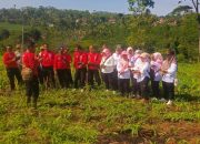 UNTUK MENUNJANG PEREKONOMIAN MASYARAKAT, PERHUTANI BKPH SUMBER WRINGIN LAKUKAN PENANAMAN PINUS BOCOR GETAH (PBG) DENGAN STAKEHOLDER