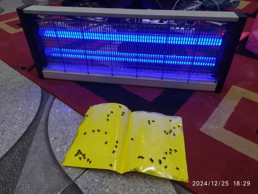 Bau Menyengat dan Banyaknya Lalat Sangat Meresahkan Warga Desa Kerang Kec. Sukosari
