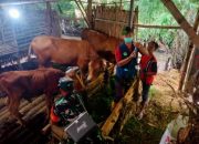 Babinsa Dawuhan dan Petugas Kesehatan Ternak Bersinergi untuk Lindungi Hewan dari PMK