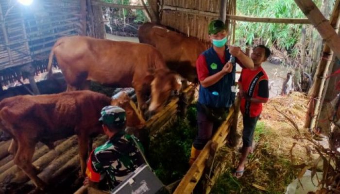 Babinsa Dawuhan dan Petugas Kesehatan Ternak Bersinergi untuk Lindungi Hewan dari PMK