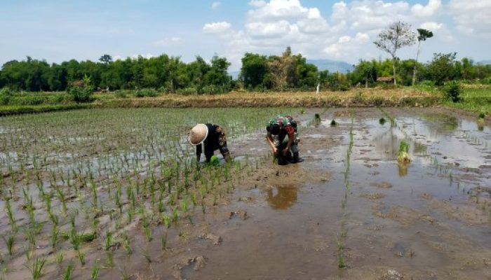 PETANI TERKEJUT! BABINSA TURUN KE SAWAH TANAM PADI BERSAMA WARGA