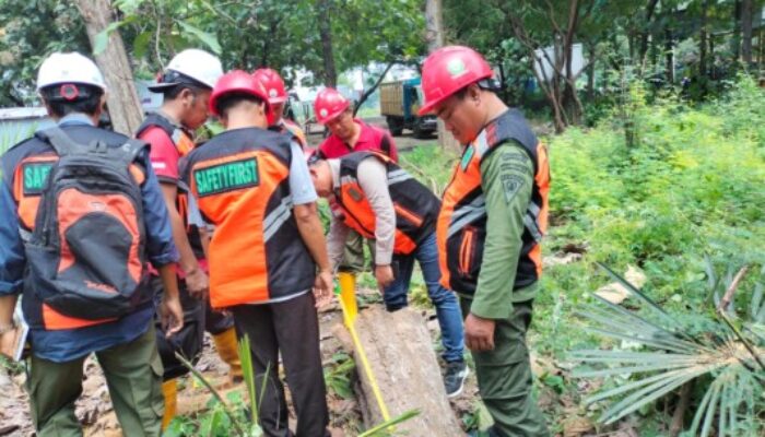 WAKIL ADMINISTRATUR PERHUTANI KSKPH BONDOWOSO UTARA, GELAR CUTTING TEST TEBANGAN JATI TAHUN 2025