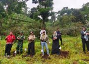 ADM PERHUTANI KPH BONDOWO DAN BUPATI SITUBONDO LAKSANAKAN UJI COBA TANAM BIBIT KOPI