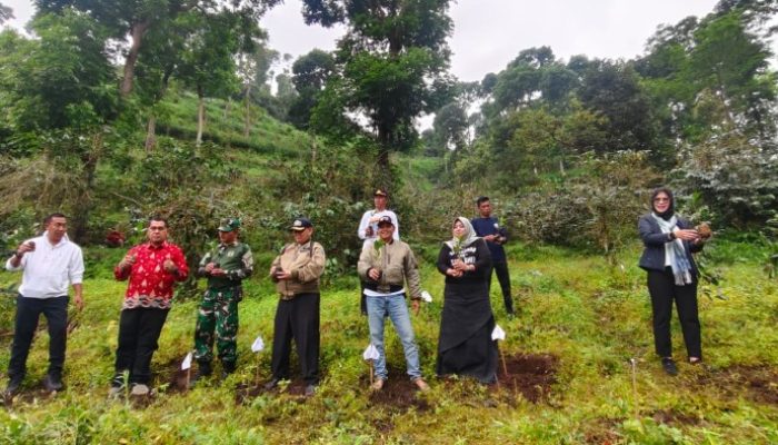 ADM PERHUTANI KPH BONDOWO DAN BUPATI SITUBONDO LAKSANAKAN UJI COBA TANAM BIBIT KOPI