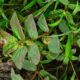 Daun Patikan Kebo