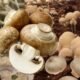 Jamur Merang: Nutrisi, Manfaat, dan Rahasia Kesehatannya