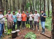 Awali Tahun 2026, Perhutani Bondowoso Cek Kesiapan Sarpras Produksi Kayu dan Getah Pinus