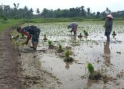 Dari Anak Petani Jadi Babinsa, Sertu Heru Terbiasa Turun ke Sawah Dukung LTT Nasional