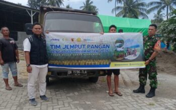 Panen 5 Ton Di Pujer, Kodim 0822 Pastikan Hasil Petani Tak Terbuang