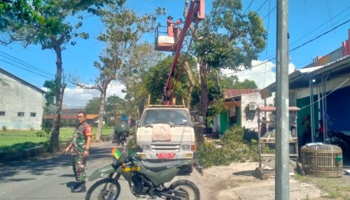 Babinsa Kademangan Pantau Penebangan Pohon Rawan Roboh, Wujud Antisipasi Demi Keselamatan Warga
