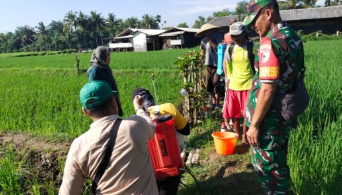 Babinsa Curahdami Turun ke Sawah, Dampingi Petani Semprot Hama demi Selamatkan Tanaman Padi