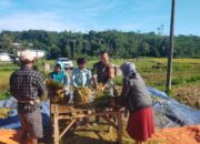 Babinsa Banyu Wulu Dampingi Panen Padi Petani, Wujud Dukungan Ketahanan Pangan di Bondowoso