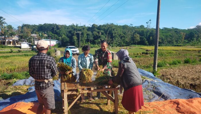 Babinsa Banyu Wulu Dampingi Panen Padi Petani, Wujud Dukungan Ketahanan Pangan di Bondowoso