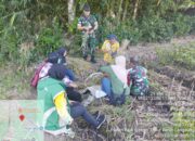 Babinsa Koramil 04/Tenggarang Bersama Dinas Pertanian Dampingi Panen Padi Inpari 32 di Desa Pekalangan