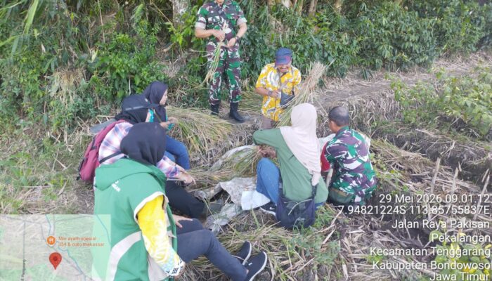 Babinsa Koramil 04/Tenggarang Bersama Dinas Pertanian Dampingi Panen Padi Inpari 32 di Desa Pekalangan