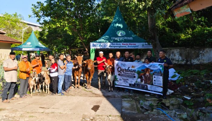 Tebar Keberkahan Iduladha, Perhutani KPH Bondowoso Bersama Ta’mir Masjid Al-Istiqomah Salurkan Daging Qurban kepada Masyarakat