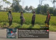 Kolaborasi Babinsa dan PPL di Desa Mengok, Optimalkan Produksi Padi Inpari 32 untuk Ketahanan Pangan