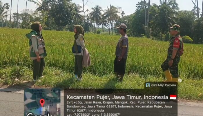 Kolaborasi Babinsa dan PPL di Desa Mengok, Optimalkan Produksi Padi Inpari 32 untuk Ketahanan Pangan
