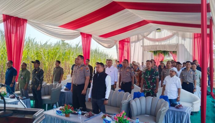 Dukung Swasembada Gula Nasional 2026, Pasi Intel Kodim 0822 Bondowoso Hadiri Panen dan Tanam Tebu Serentak Program Bongkar Ratoon