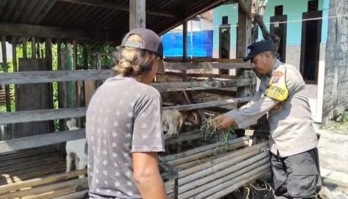 Pantauan Bhabinkamtibmas, Budidaya Kambing di Kauman Tunjukkan Perkembangan Positif