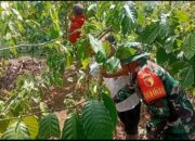 Dari Kebun Kopi, Babinsa Wujudkan Kepedulian TNI kepada Petani
