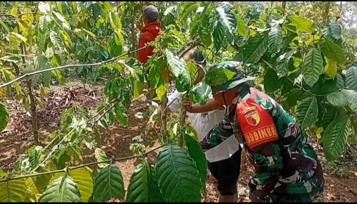 Dari Kebun Kopi, Babinsa Wujudkan Kepedulian TNI kepada Petani