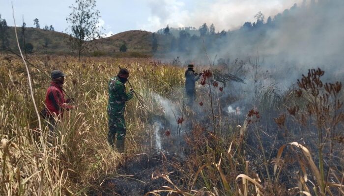 Api Berkobar di Ijen! TNI dan Perhutani Bergerak Cepat Jinakkan Kebakaran di Petak 87