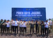 Perhutani Bondowoso dan Rutan Situbondo Gelar Panen Raya Jagung, Perkuat Ketahanan Pangan dan Kemandirian Warga Binaan