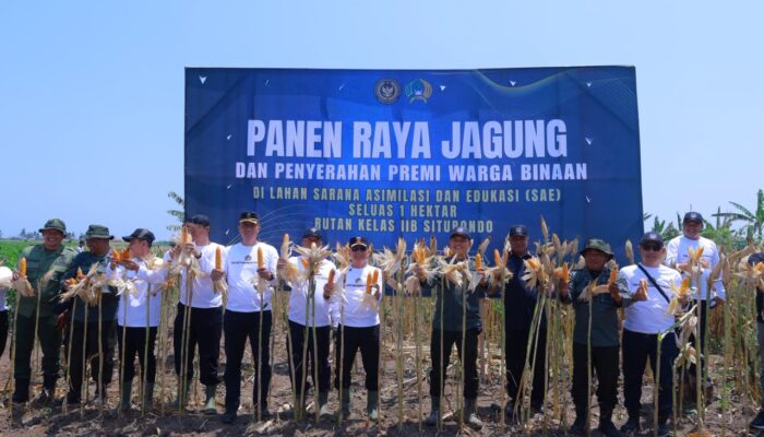 Perhutani Bondowoso dan Rutan Situbondo Gelar Panen Raya Jagung, Perkuat Ketahanan Pangan dan Kemandirian Warga Binaan
