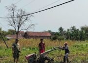 Babinsa Tlogosari Turun Langsung ke Sawah, Bukti Nyata Kedekatan TNI dan Rakyat!