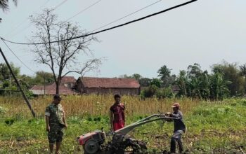 Babinsa Tlogosari Turun Langsung ke Sawah, Bukti Nyata Kedekatan TNI dan Rakyat!