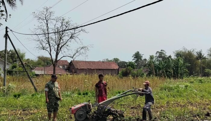 Babinsa Tlogosari Turun Langsung ke Sawah, Bukti Nyata Kedekatan TNI dan Rakyat!